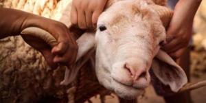 "الإفتاء": يجوز ذبح الأضحية وتوزيعها خارج بلد المضحي تحقيقًا لمصلحة الفقراء - أقرأ 24