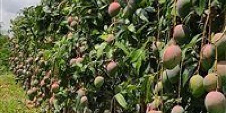 مركز تغير المناخ: لا أزمة في تأخر موسم المانجو والمبالغات غير مبررة -  أقرأ 24
