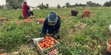 الأغذية العالمي: مصر مؤهلة لتصبح مركزًا إقليميًا للأمن الغذائي بالمنطقة العربية -  أقرأ 24