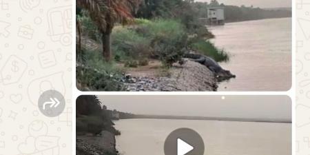 تمساح في نيل أسوان.. الأهالي يستنفرون ونائب البرلمان يتحرك - أقرأ 24