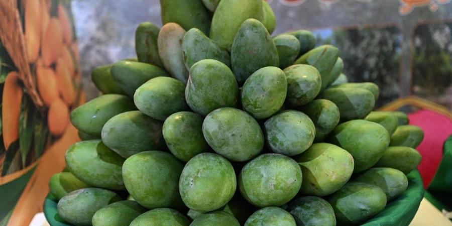 مواسم الفواكه الاستوائية تنشط السياحة الزراعية بمحافظة «صبيا»