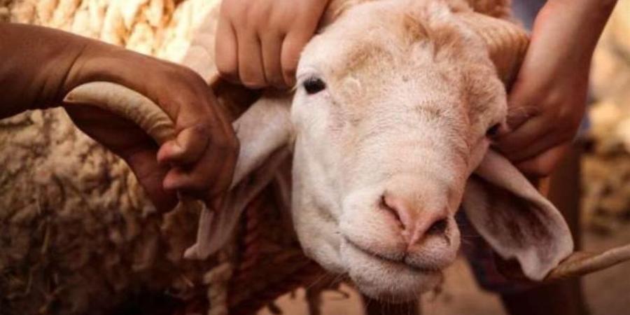 "الإفتاء": يجوز ذبح الأضحية وتوزيعها خارج بلد المضحي تحقيقًا لمصلحة الفقراء - أقرأ 24