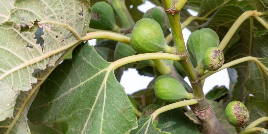 زراعة التين في الجوف تواصل نموها مع بدء مرحلة تكون الثمار في المزارع