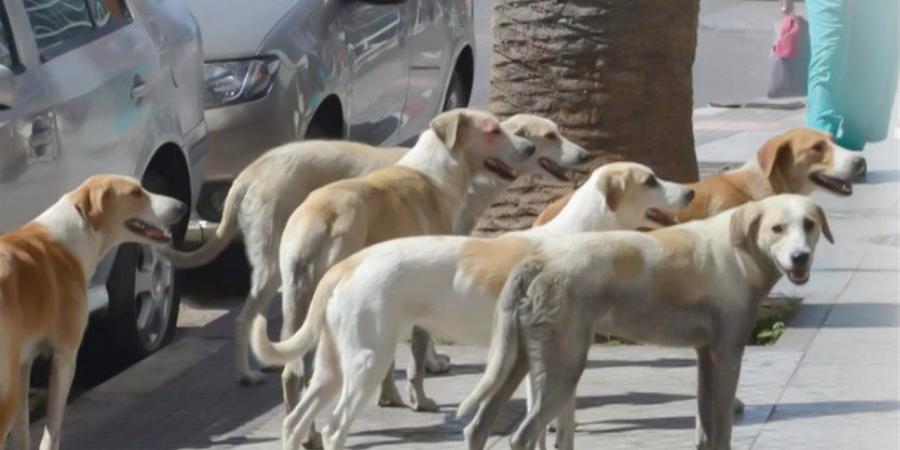 الهيئة البيطرية: إنشاء قاعدة بيانات رقمية وتطبيق ذكي للإبلاغ عن الكلاب الضالة أو العقر - أقرأ 24