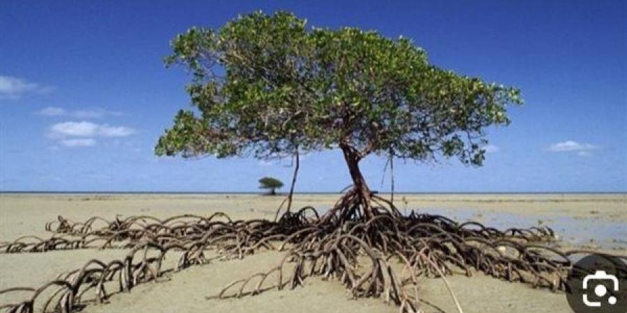 30 ألف شتلة.. جمعية بيئة بلا حدود تقود مشروعًا لاستعادة غابات المانجروف بالبحر الأحمر - أقرأ 24