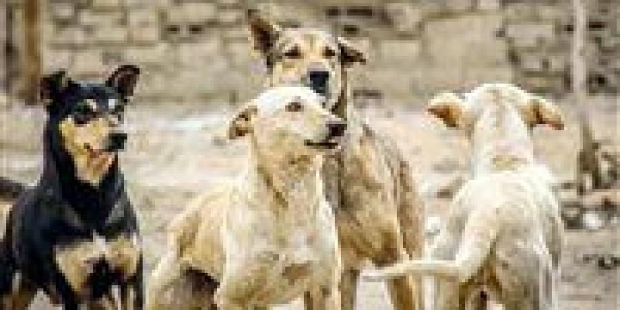 اتحاد جمعيات الرفق بالحيوان يكشف حقيقة تصدير الكلاب الضالة وضوابط التداول الدولي -  أقرأ 24