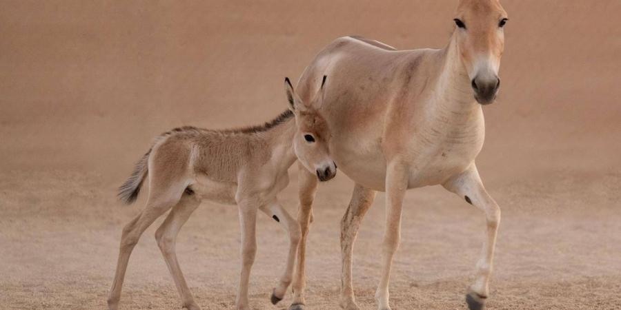 المملكة تسجل ولادة أحد أندر الحيوانات في العالم