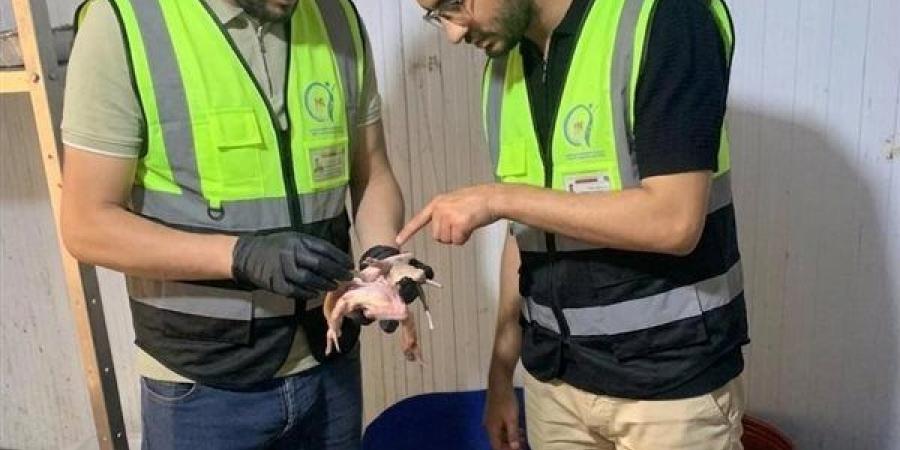 ضبط نصف طن من اللحوم والحمام الفاسد خلال حملات لسلامة الغذاء بالغربية - أقرأ 24