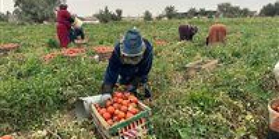 الأغذية العالمي: مصر مؤهلة لتصبح مركزًا إقليميًا للأمن الغذائي بالمنطقة العربية -  أقرأ 24