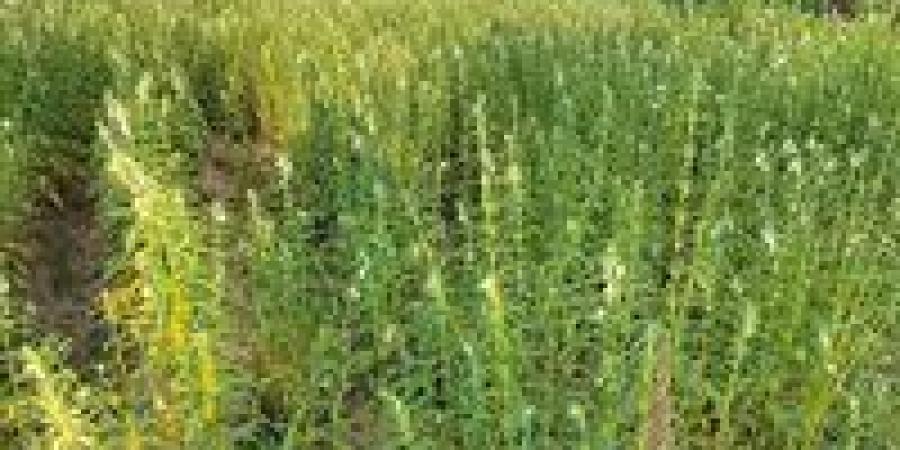 الذهب الأصفر .. الشرقية تواصل التوسع في محصول السمسم بـ 15 ألف فدان -  أقرأ 24