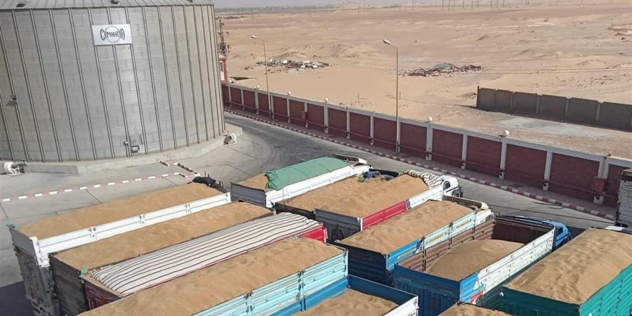 توريد 617 ألف طن قمح بصوامع وشون الوادي الجديد - أقرأ 24