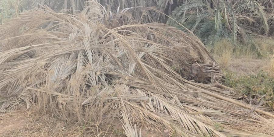 المزارع المهجورة ومخلفات النخيل.. قنبلة موقوتة في الوادي الجديد - أقرأ 24
