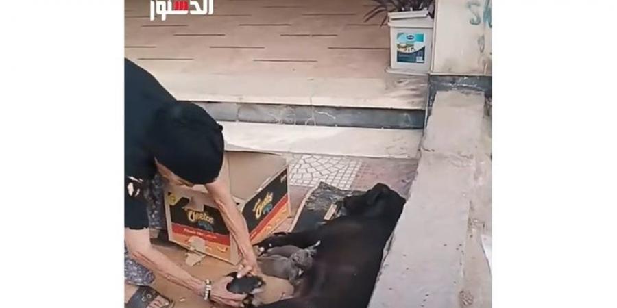 مشلتش عينها من على ولادها.. سيدة مسنه تساعد كلبة على نقل صغارها إلى مكان آمن (فيديو) - أقرأ 24