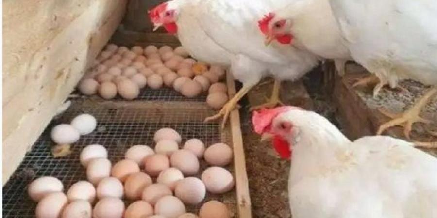 مدير معهد بحوث صحة الحيوان تكشف الحقائق بشأن الدواجن والبيض - أقرأ 24