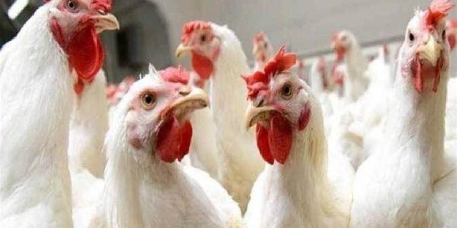 أسعار الدواجن والبانيه اليوم الأربعاء - أقرأ 24