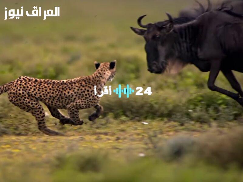 «اكتشف عالمك» تردد ناشيونال جيوغرافيك الجديد 2025: نافذتك لعالم المعرفة والترفيه