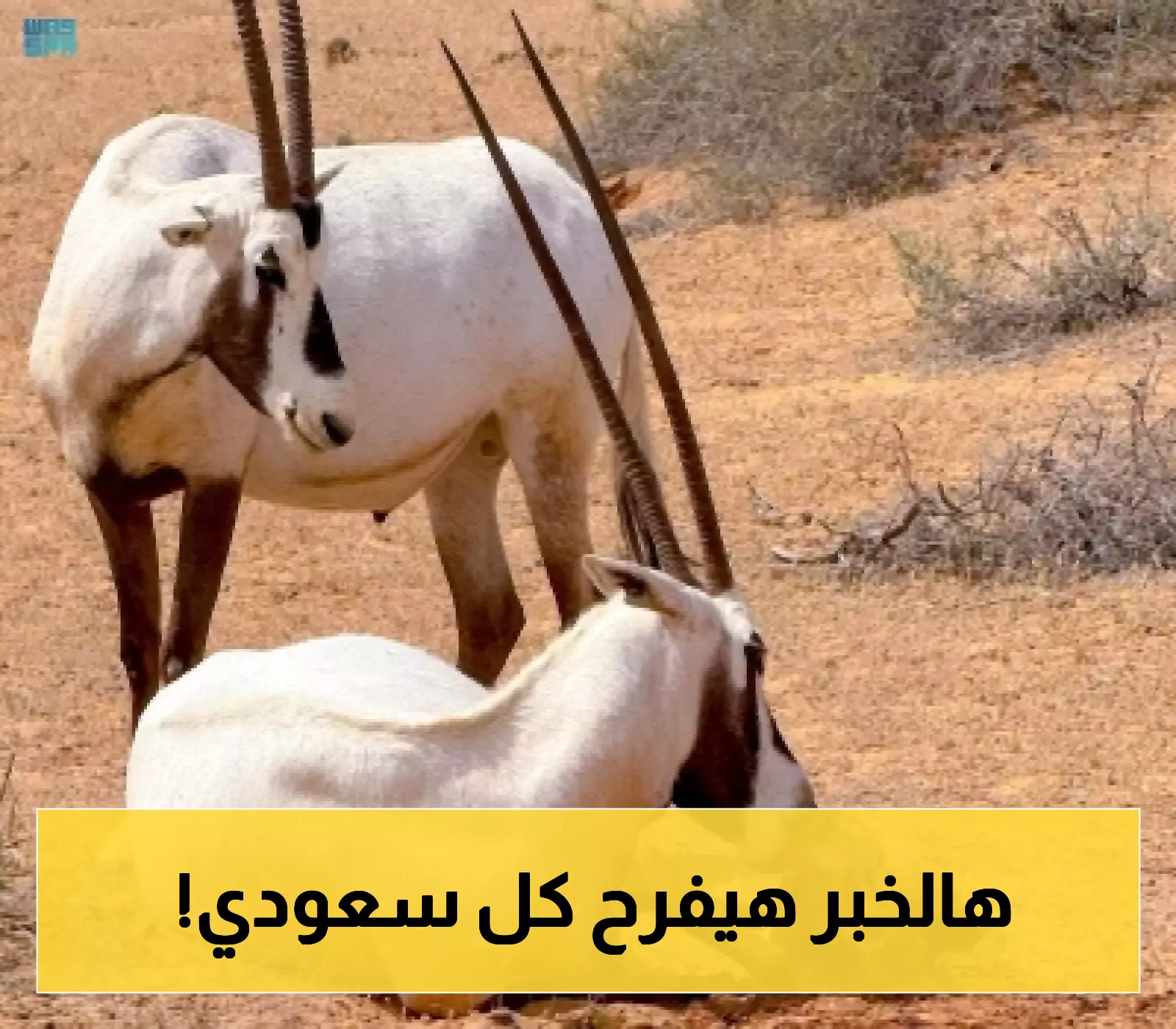 «حدث نادر» ولادة مها عربي في قلب محمية عروق بني معارض تُثير الاهتمام