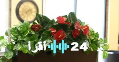 «وداعًا للرطوبة!»: نباتات منزلية صديقة للبيئة تتغلب على حر الصيف.. والصبار يتصدر القائمة