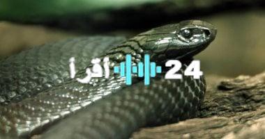 «مأساة تتحول إلى نجاة».. طفل هندي ينهي حياة أفعى كوبرا سامة بـ”عضة قاتلة” داخل منزله