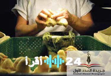 «إنذار مبكر» تراجع الأسعار يثير قلق منتجي الدواجن.. والاتحاد يطالب بإنقاذ السوق بالتصدير