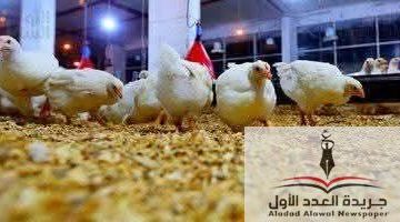 «متابعة حية» أسعار الفراخ والطيور تشتعل في الأسواق المصرية اليوم الإثنين