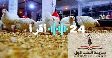 «متابعة حية» أسعار الفراخ والطيور تشتعل في الأسواق المصرية اليوم الإثنين