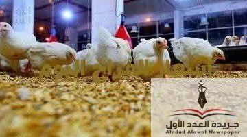 «تحديث فوري» أسعار الفراخ والطيور تستقر في الأسواق المصرية اليوم الثلاثاء
