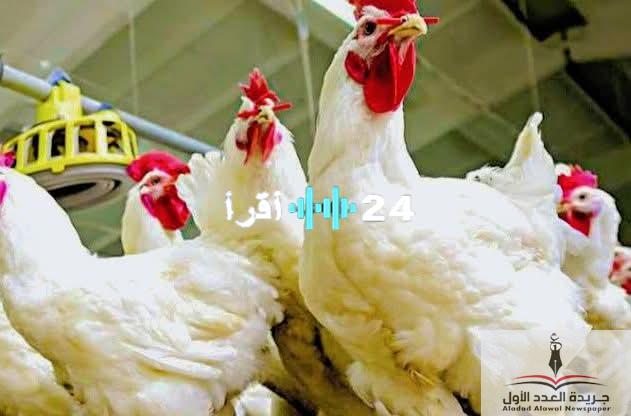 «انخفاض ملحوظ» تراجع أسعار الفراخ البيضاء اليوم.. وثبات في أسعار البلدي والساسو الخميس 31 يوليو 2025