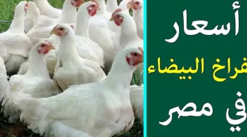 «تذبذب في الأسعار» بورصة الدواجن تشهد تقلبات في أسعار الفراخ البيضاء وكرتونة البيض اليوم الثلاثاء