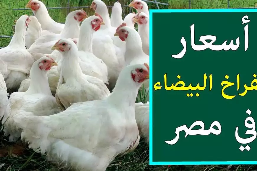 «تذبذب في الأسعار» بورصة الدواجن تشهد تقلبات في أسعار الفراخ البيضاء وكرتونة البيض اليوم الثلاثاء