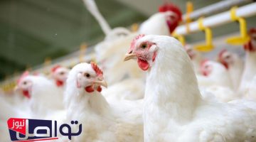 «هدوء في السوق» أسعار الدواجن تستقر اليوم في مصر الأحد 27 يوليو 2025
