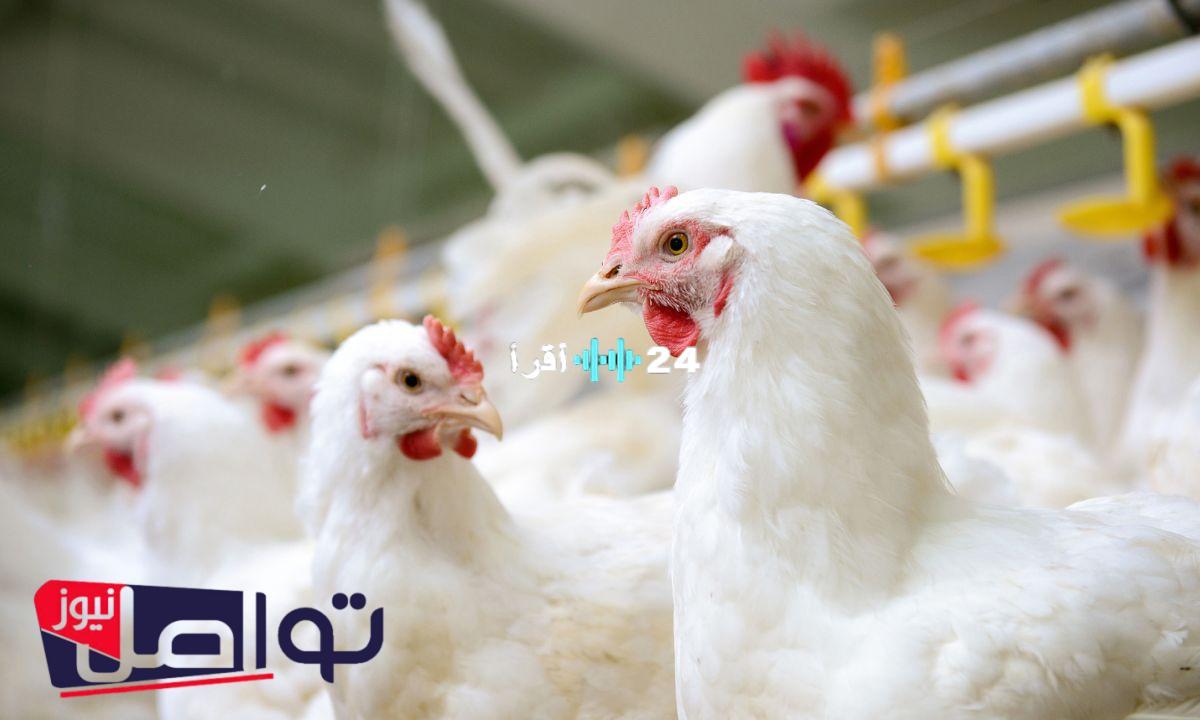 «هدوء في السوق» أسعار الدواجن تستقر اليوم في مصر الأحد 27 يوليو 2025