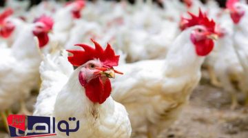 «تحديث فوري» أسعار الفراخ البيضاء تهوي في بورصة الدواجن اليوم الإثنين 28 يوليو 2025