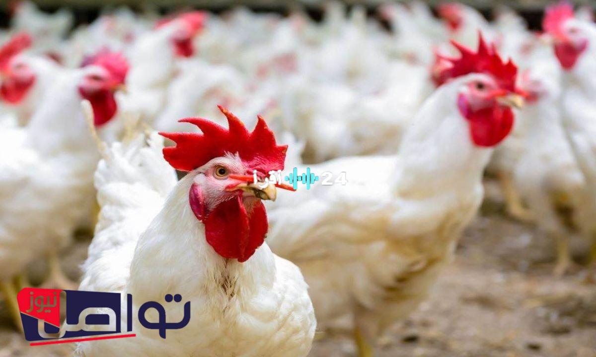 «تحديث فوري» أسعار الفراخ البيضاء تهوي في بورصة الدواجن اليوم الإثنين 28 يوليو 2025