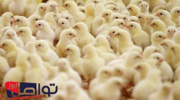«تحديث مباشر» بورصة الدواجن تعلن عن سعر الكتكوت الأبيض اليوم الأحد 27 يوليو 2025