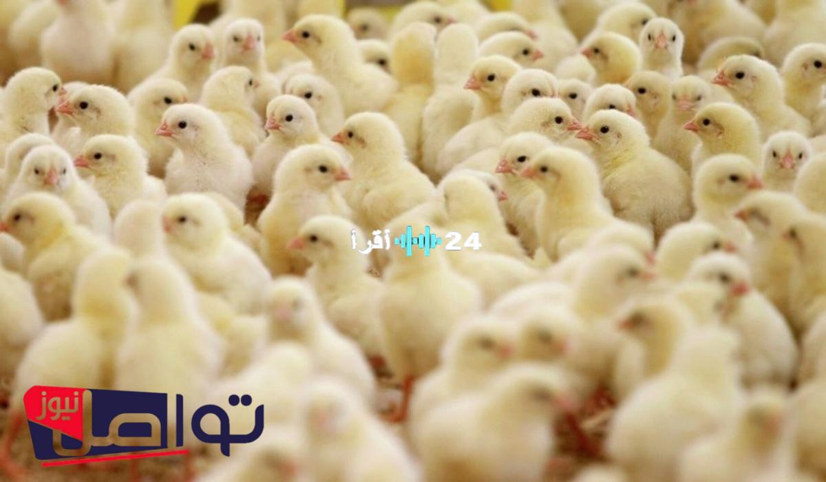 «تحديث مباشر» بورصة الدواجن تعلن عن سعر الكتكوت الأبيض اليوم الأحد 27 يوليو 2025