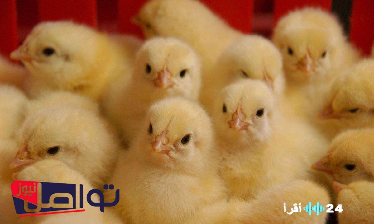 «أسعار محدثة» بورصة الدواجن: نظرة على سعر الكتكوت الأبيض اليوم السبت 26 يوليو 2025