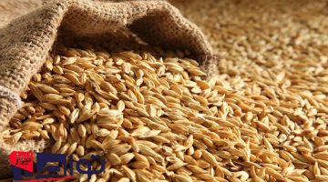 «هدوء في الأسواق» استقرار سعر طن الأرز الشعير في مصر اليوم الأحد