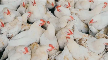 «تواصل الانخفاض» بورصة الدواجن اليوم.. أسعار الفراخ البيضاء والبلدي والساسو الثلاثاء 12 أغسطس 2025