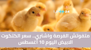 سعر الكتكوت الأبيض اليوم في مصر يشهد انخفاضًا مستمرًا وعروضًا مغرية 50 كتكوت مجانًا
