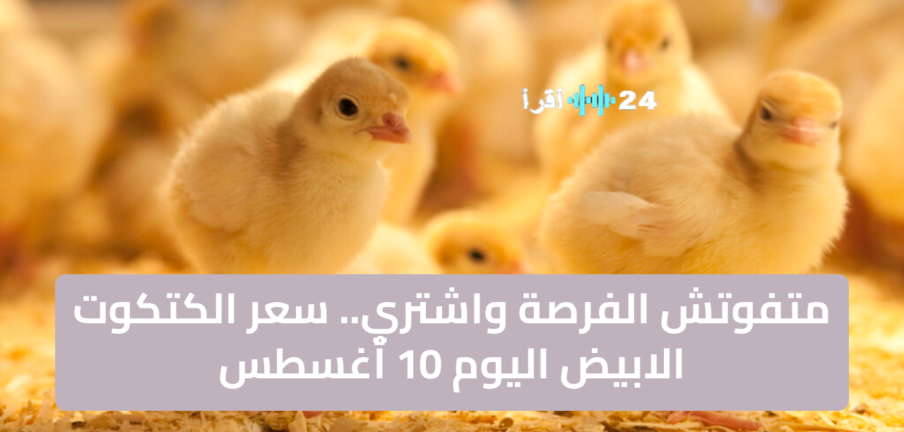 سعر الكتكوت الأبيض اليوم في مصر يشهد انخفاضًا مستمرًا وعروضًا مغرية 50 كتكوت مجانًا