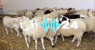 «بورصة عدن» أسعار المواشي المحلية تشهد استقرارًا نسبيًا اليوم الثلاثاء