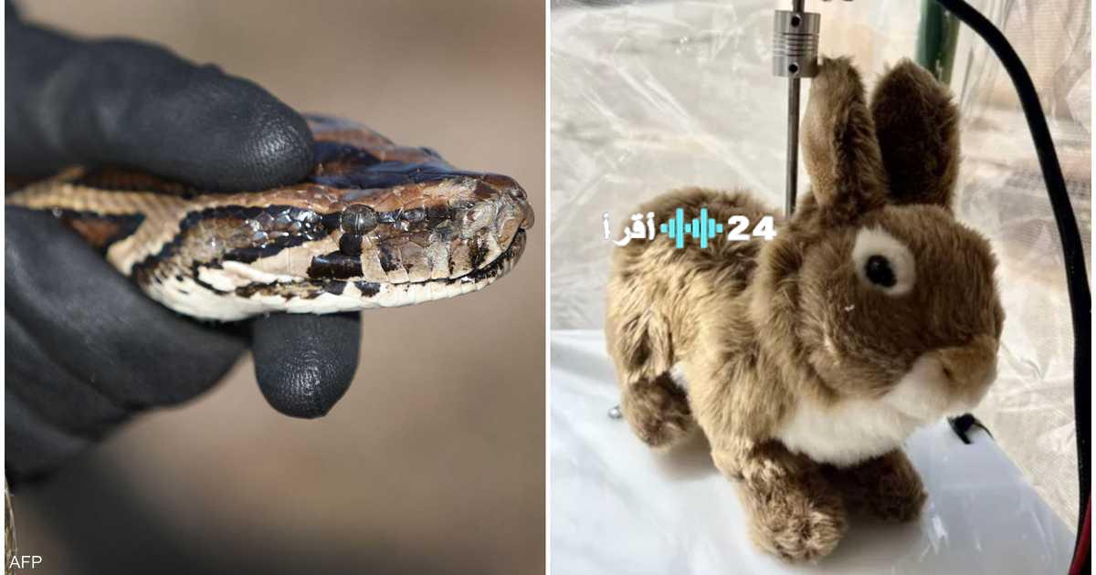 فلوريدا تستخدم أرانب آلية لمكافحة الثعابين الغازية