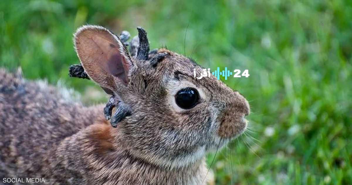 مرض أرنب الزومبي يجتاح ولاية أمريكية ويثير قلق السكان