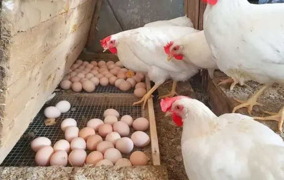 «ثبات في الأسواق» أسعار الدواجن تستقر في مصر والكيلو يسجل 118 جنيهاً