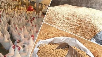 «تذبذب في الأسواق» انخفاض أسعار الذرة وثبات الردة يلقيان بظلالهما على سوق الأعلاف والحبوب اليوم