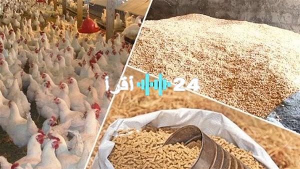 «تذبذب في الأسواق» انخفاض أسعار الذرة وثبات الردة يلقيان بظلالهما على سوق الأعلاف والحبوب اليوم