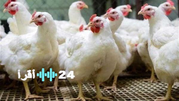 «تذبذب في الأسواق» سعر الفراخ يشهد تحركات جديدة اليوم الاربعاء 13 أغسطس 2025