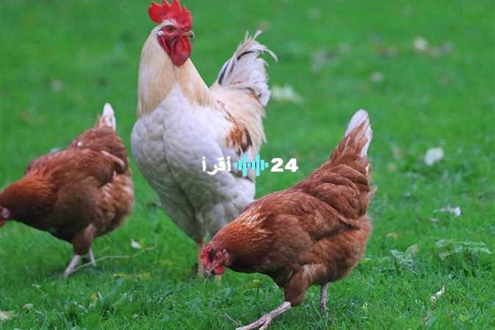 «بعد تراجع الأسعار».. أسعار الفراخ تستقر في الأسواق وبورصة الدواجن اليوم الثلاثاء