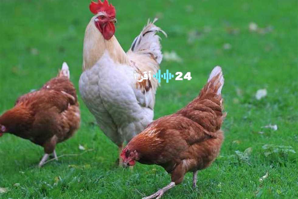 «تذبذب في الأسواق» أسعار الفراخ تستقر اليوم الأربعاء في بورصة الدواجن بعد موجة انخفاض